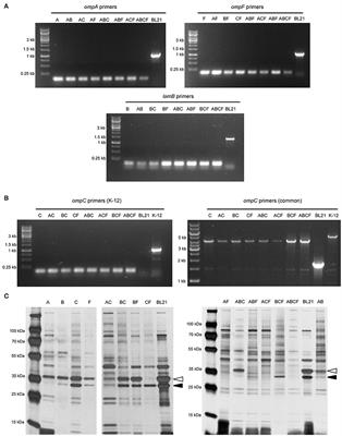 A New Strain Collection for Improved Expression of Outer Membrane Proteins